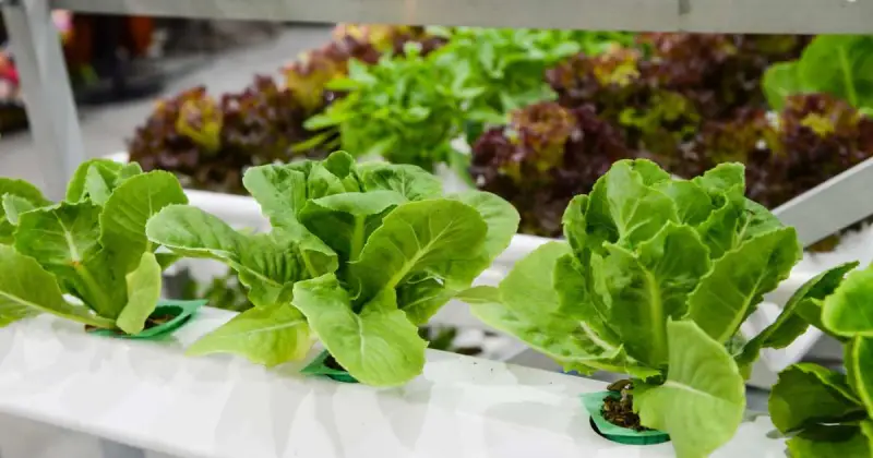 hydroponic lettuce types