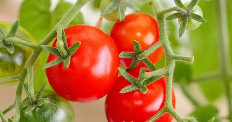 what is the best container to grow tomatoes hydroponically