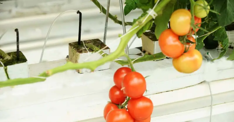 what is the best hydroponic setup for growing tomatoes