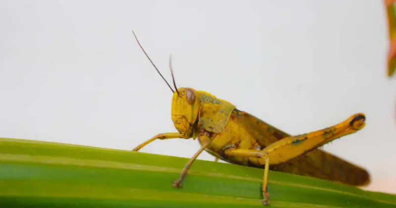 are grasshoppers good for the environment
