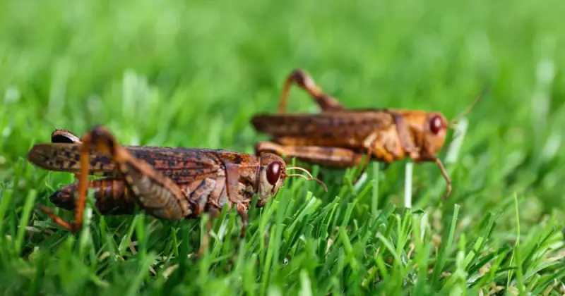 two brown grasshoppers crawling in green grass in sunlight