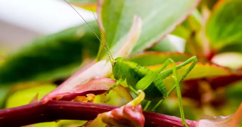 are grasshoppers harmful to plants