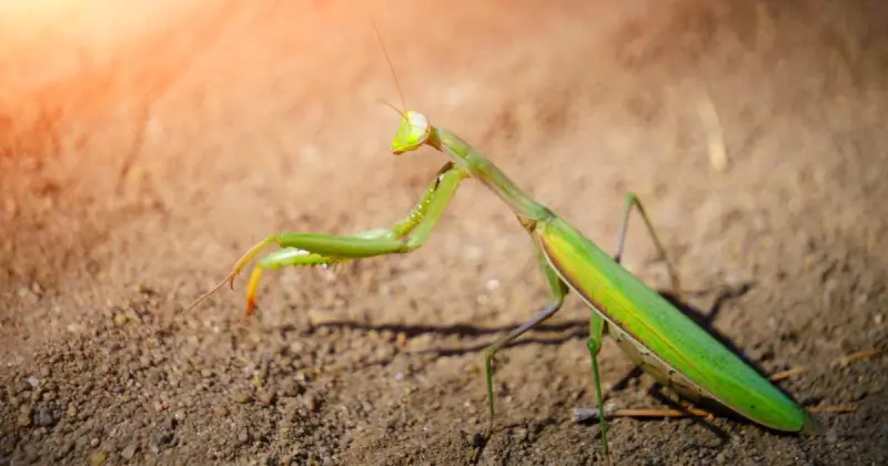 mature praying mantis walking on dirt in sunlight in garden