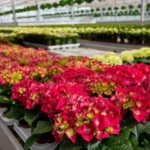 large indoor hydroponic farm with natural background and flowers in foreground