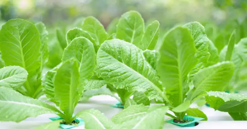 close up of green leafy lettuce growing in large hydroponic farm