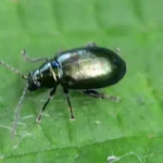 closeup of small flea beetle crawling on green leaf in outdoor garden