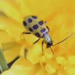 small black spotted cucumber beetle crawling atop a yellow dandelion flower in garden