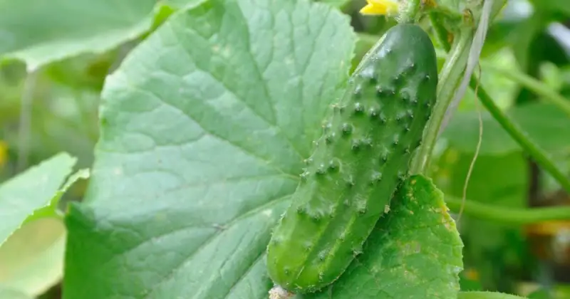 cucumber beetle control organic