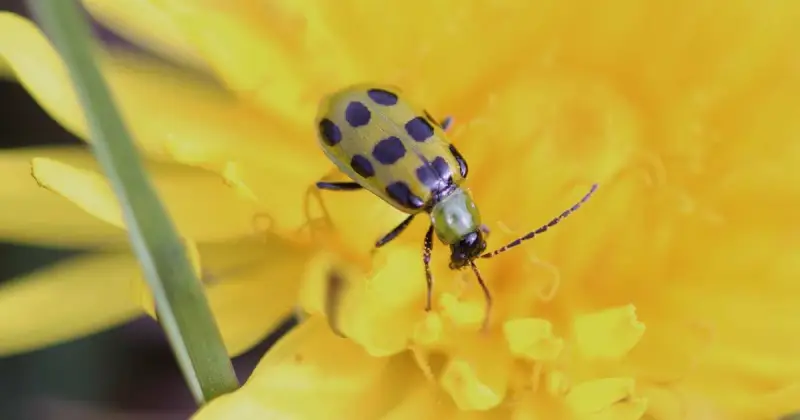 small black spotted cucumber beetle crawling atop a yellow dandelion flower in garden