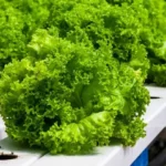 large mature heads of leafy green lettuce outdoors in sunlight in hydroponic farm