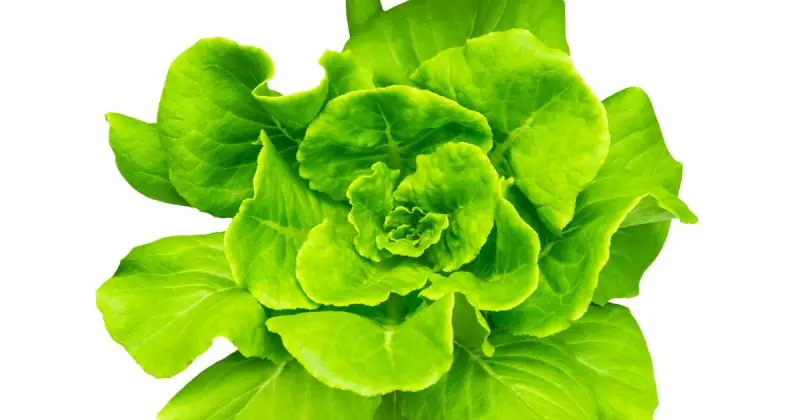 fastest growing lettuce for hydroponics