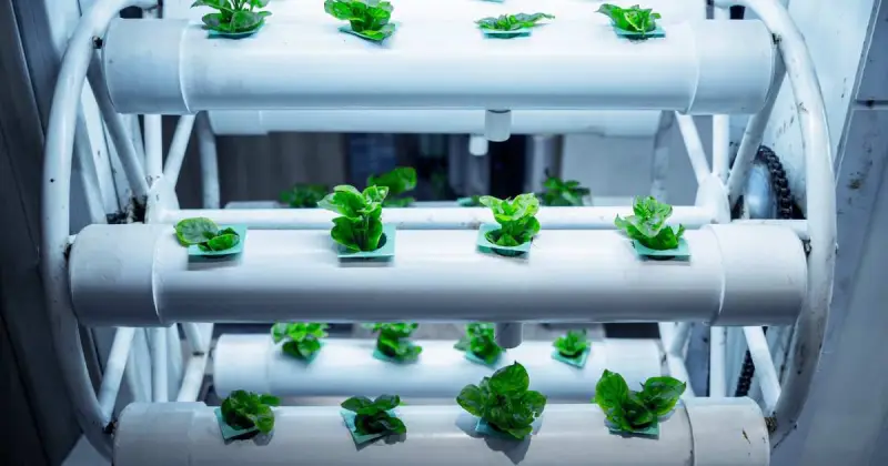 small indoor rotating hydroponic shelves with lettuce plants under artificial grow lights