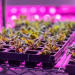baby Swiss shard plants growing indoors on rack under colored led lights