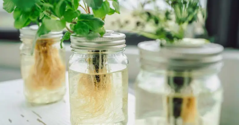 growing herbs in mason jars with water