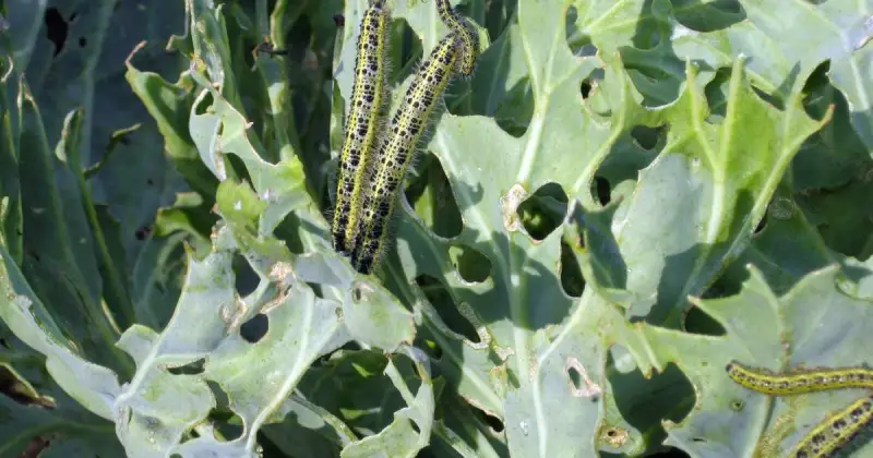 how do i get rid of cabbage worms in my garden