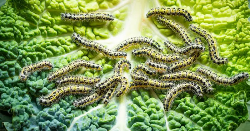 closeup of many green and black cabbage worms crawling over a large lettuce leaf