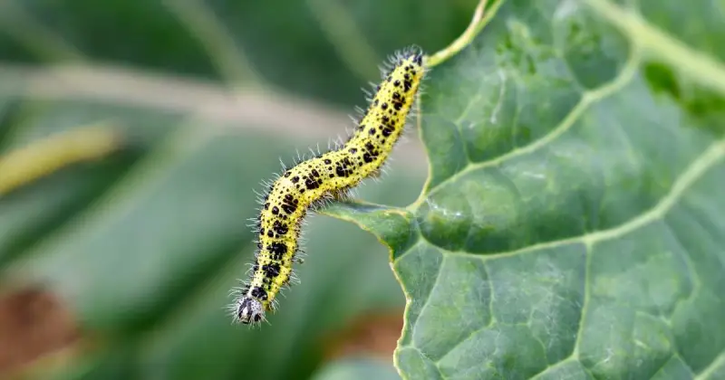 how do you get rid of cabbage worms naturally