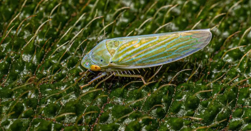 closeup of colorful leafhopper garden pests crawling on green leaf