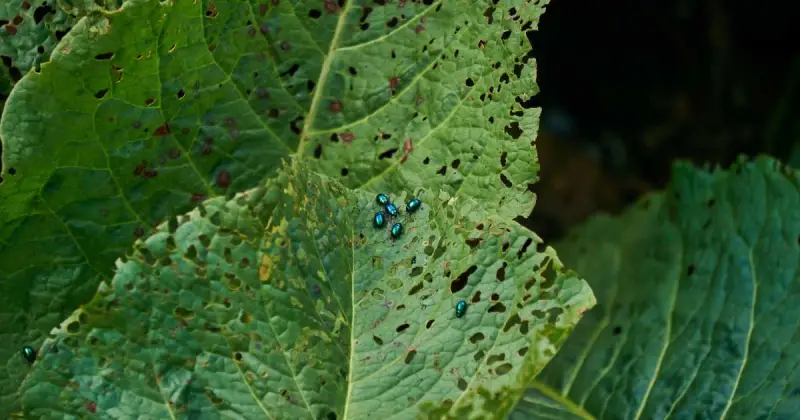 how to get rid of flea beetles naturally
