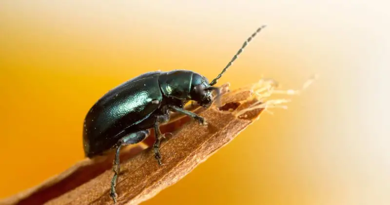 how to get rid of flea beetles