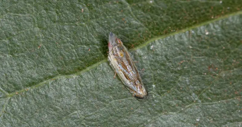 how to get rid of leafhoppers naturally