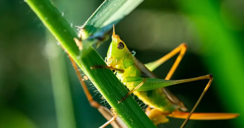 how to stop grasshoppers from eating plants