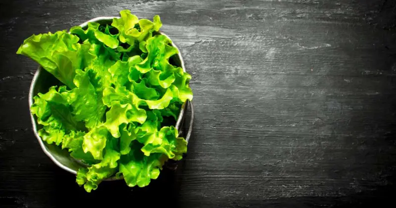 hydroponic lettuce benefits