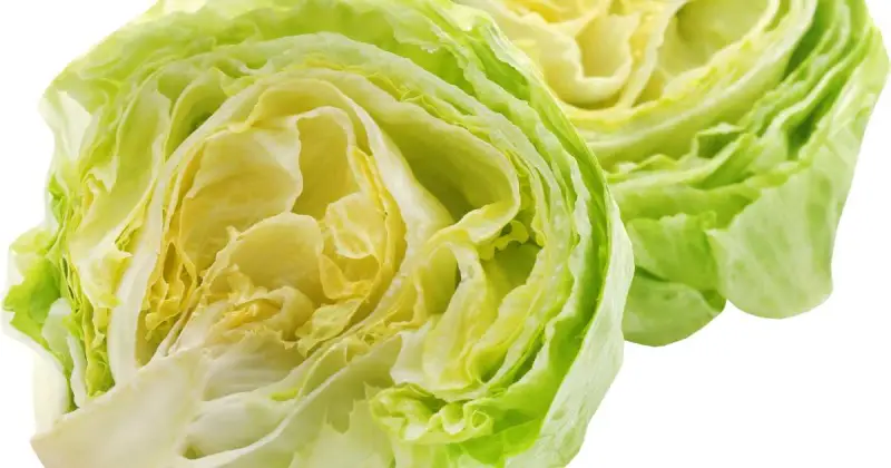 hydroponic lettuce production
