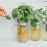 person picking basil from clear mason jars growing fresh herbs in water on wooden white background