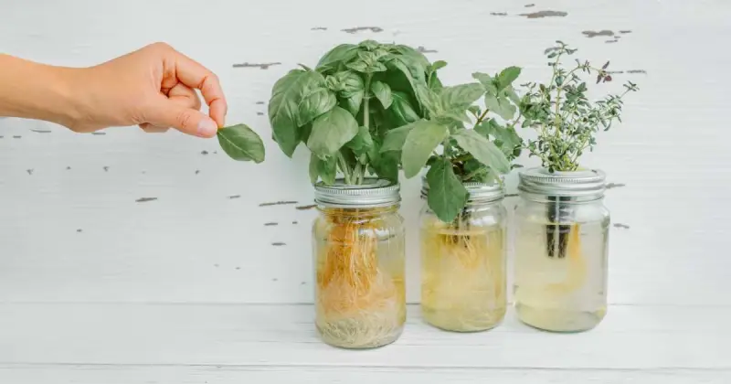 person picking basil from clear mason jars growing fresh herbs in water on wooden white background