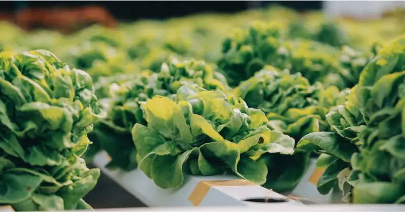 hydroponics for beginners