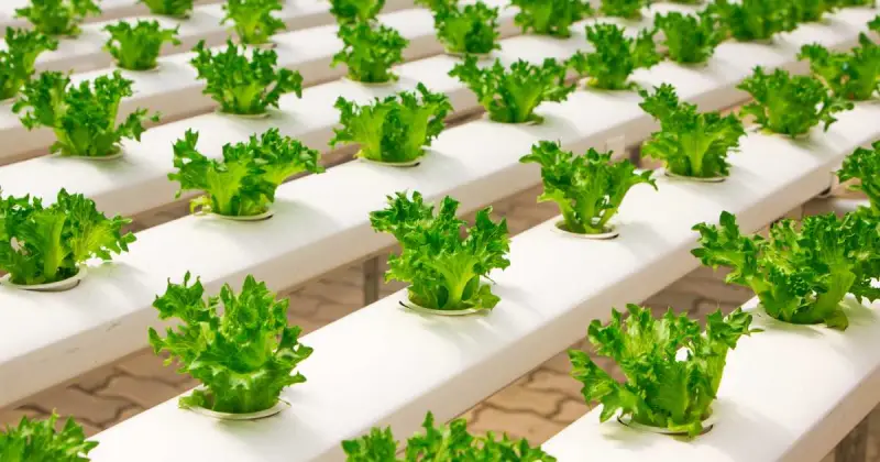 lettuce hydroponics guide