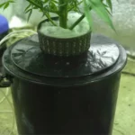 large deep water culture bucket holding net pot with green plant indoors