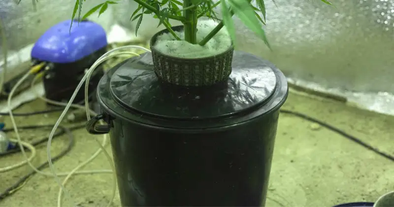 large deep water culture bucket holding net pot with green plant indoors