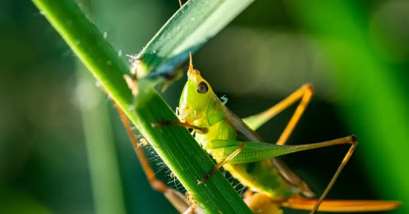closeup of green grasshopper resting on the stem of a plant in the garden with natural background