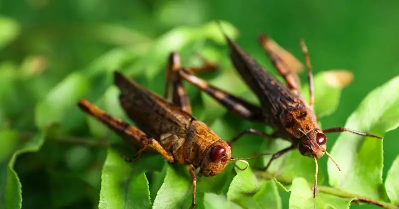 are grasshoppers good for plants