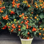 mature potted plants with ripening cherry tomatoes outdoors on dark wooden table
