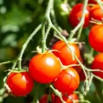 closeup of ripe cherry tomatoes on vine in outdoor garden in sunlight