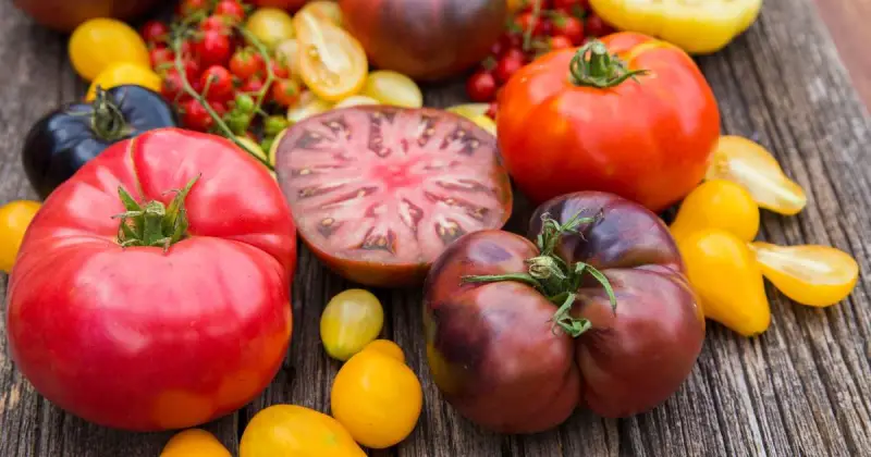 arious heirloom tomatoes in different colors shapes and sizes on wooden table