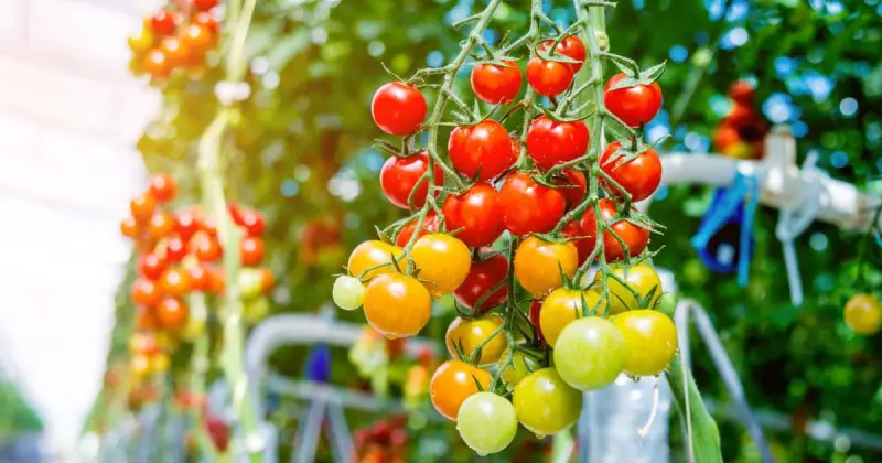 best patio tomato varieties