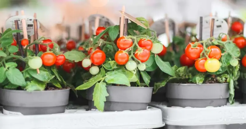 best pots for tomato plants