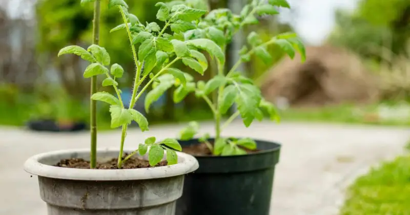 best tomatoes for container gardening