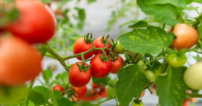 best tomatoes for container growing