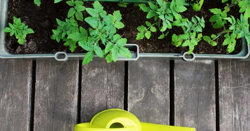 young tomato plants growing in rectangular container on wooden deck near yellow watering can