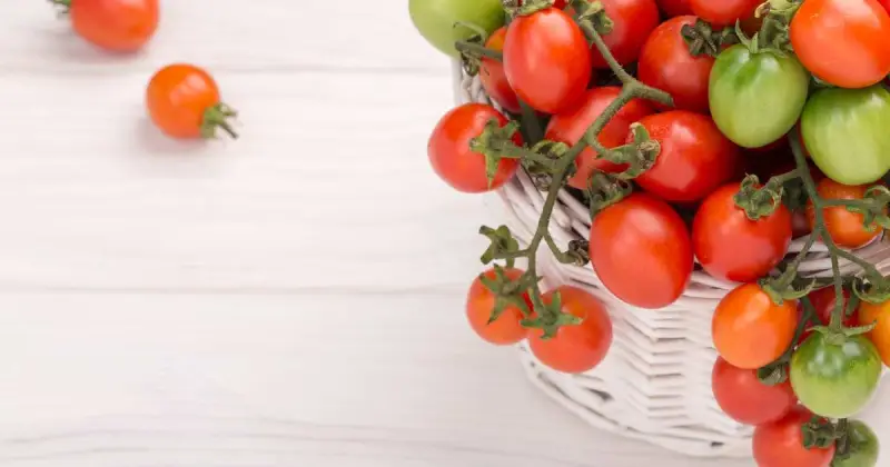 best tomatoes for pots