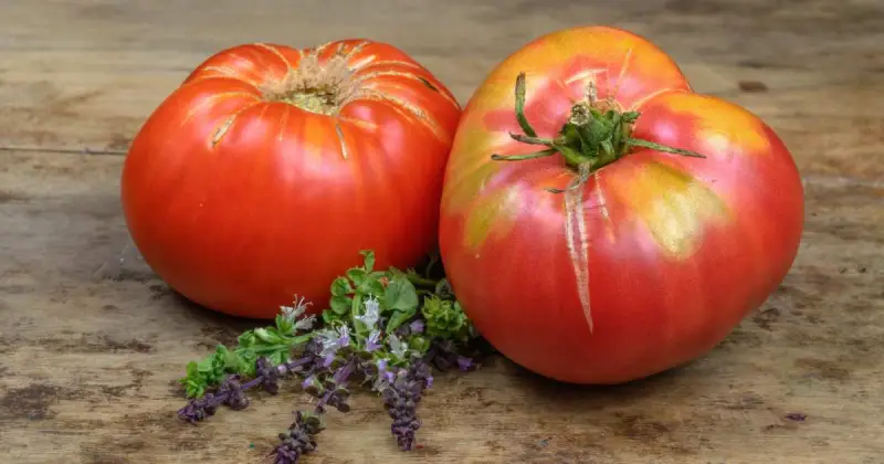 best tomatoes to grow indoors