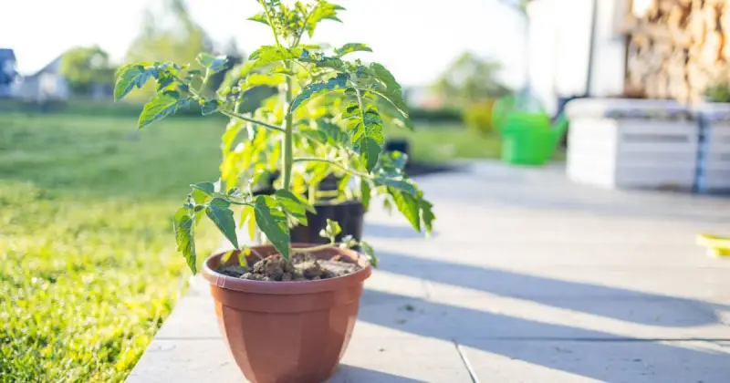 can you grow indeterminate tomatoes in containers