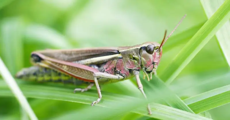 do grasshoppers kill plants