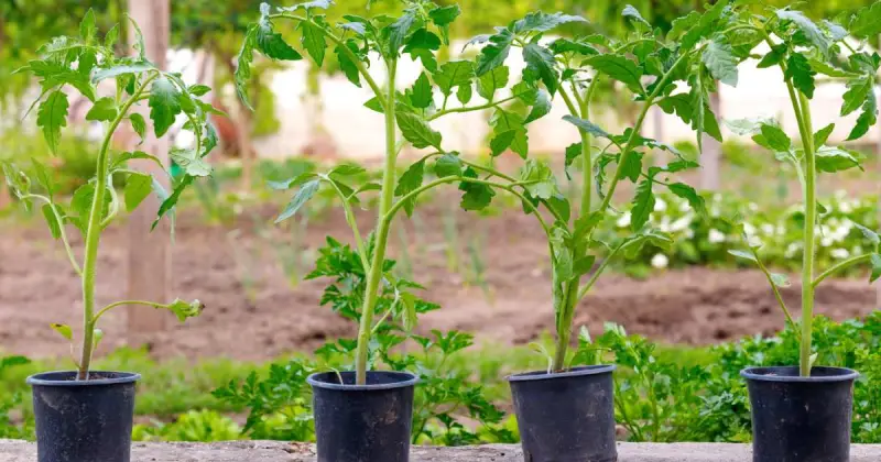 easiest tomatoes to grow in pots
