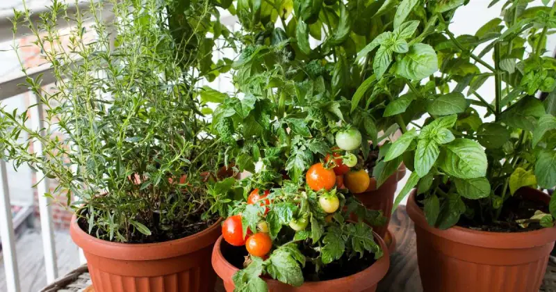 growing cherry tomatoes in pots outdoors